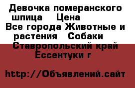 Девочка померанского шпица. › Цена ­ 40 000 - Все города Животные и растения » Собаки   . Ставропольский край,Ессентуки г.